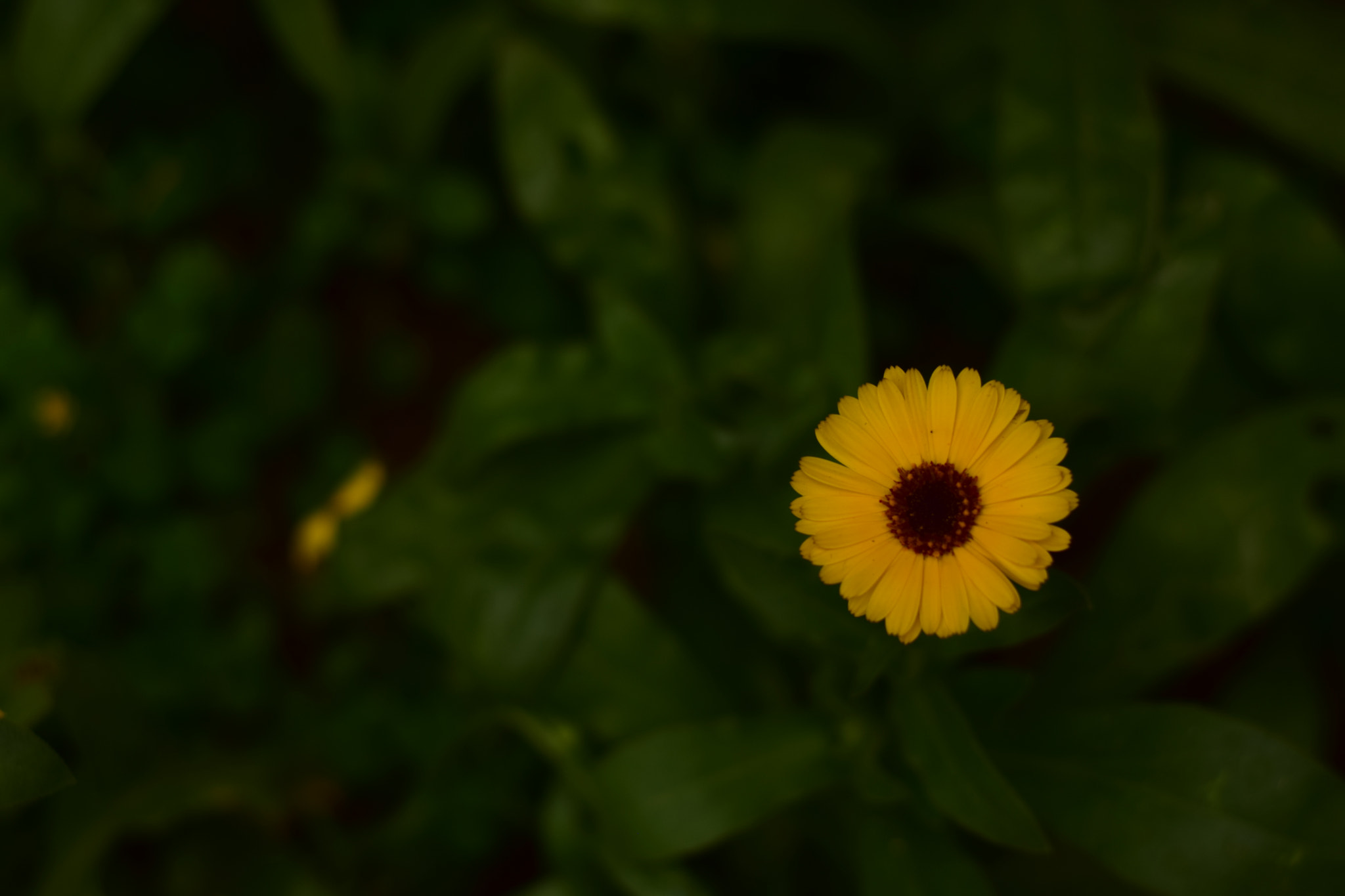 Nikon AF-S Nikkor 50mm F1.8G sample photo. For me.. photography