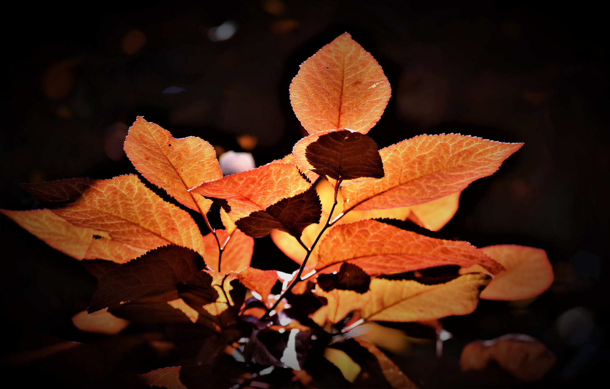 Nikon D5100 sample photo. Red and dark photography