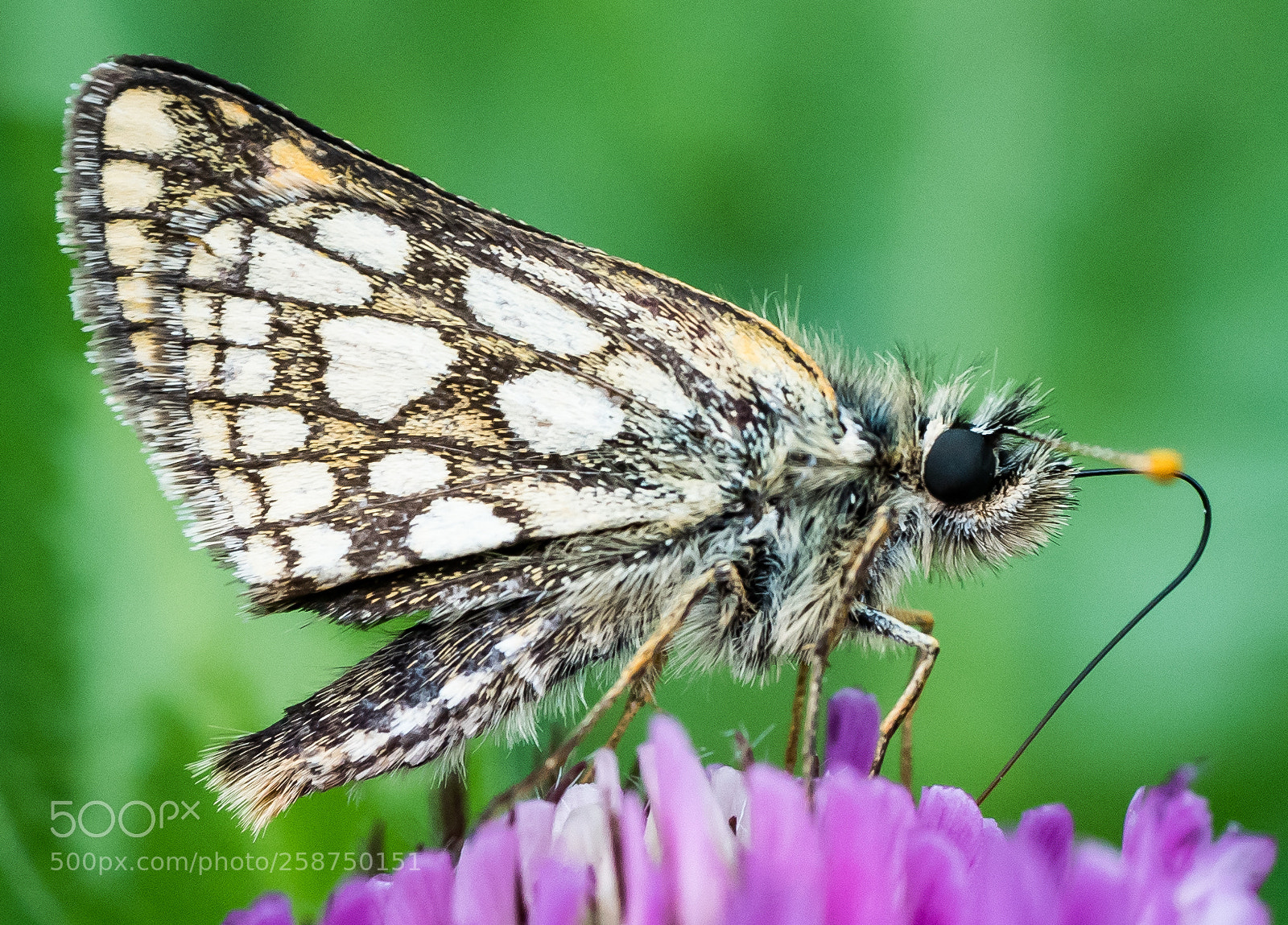 Panasonic Lumix DMC-GX85 (Lumix DMC-GX80 / Lumix DMC-GX7 Mark II) sample photo. Schmetterlings profil photography