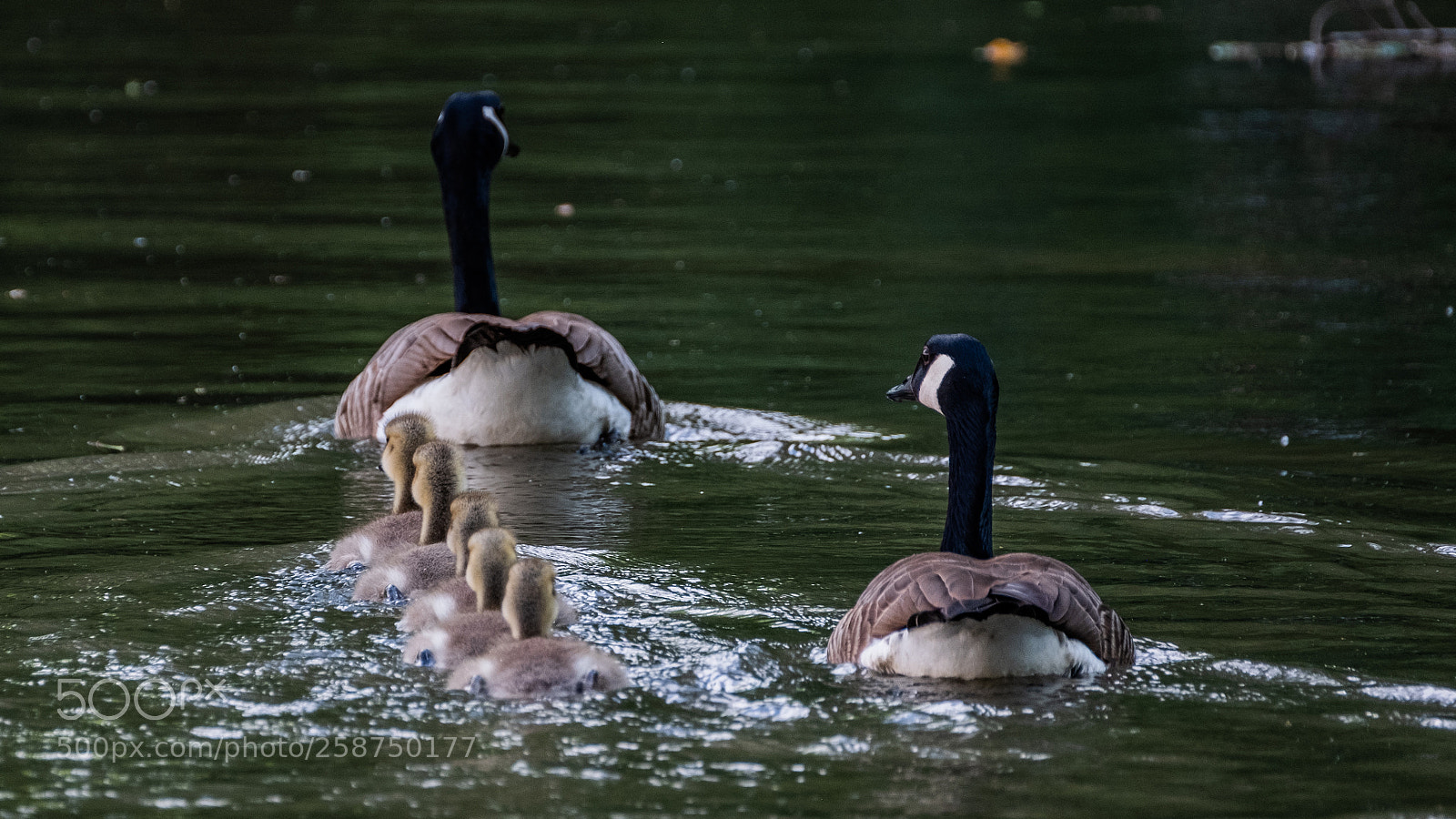 Fujifilm X-T2 sample photo. The family photography