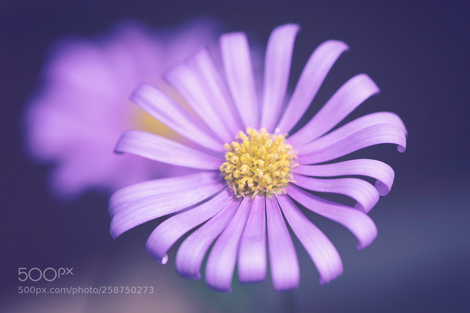 Nikon D810 sample photo. Purple daisy photography