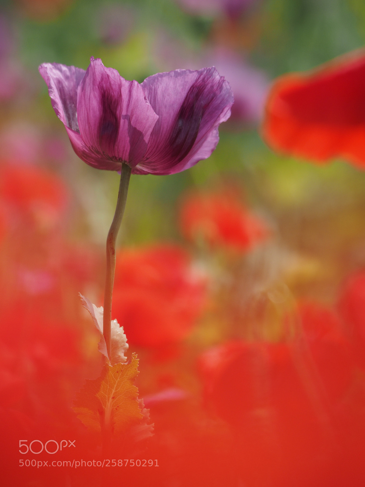 Olympus OM-D E-M1 sample photo. Purple and red photography