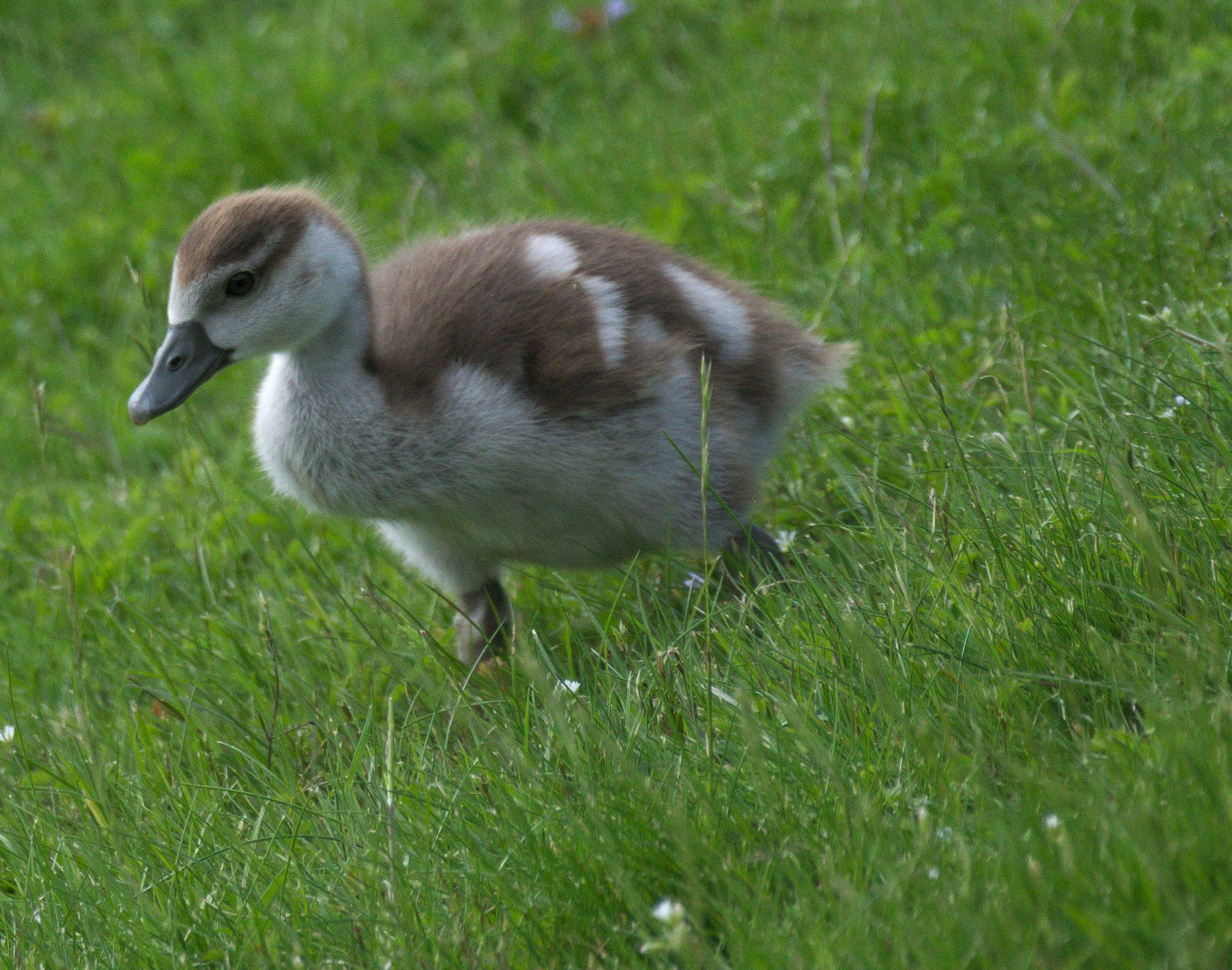 Nikon D5300 sample photo. Little duck photography