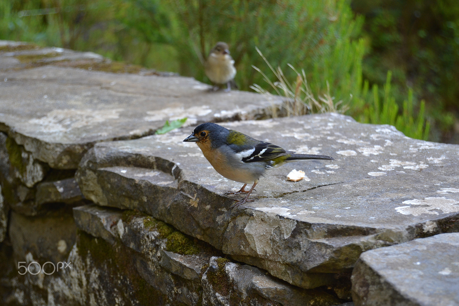 Nikon D3100 sample photo. Litle bird photography