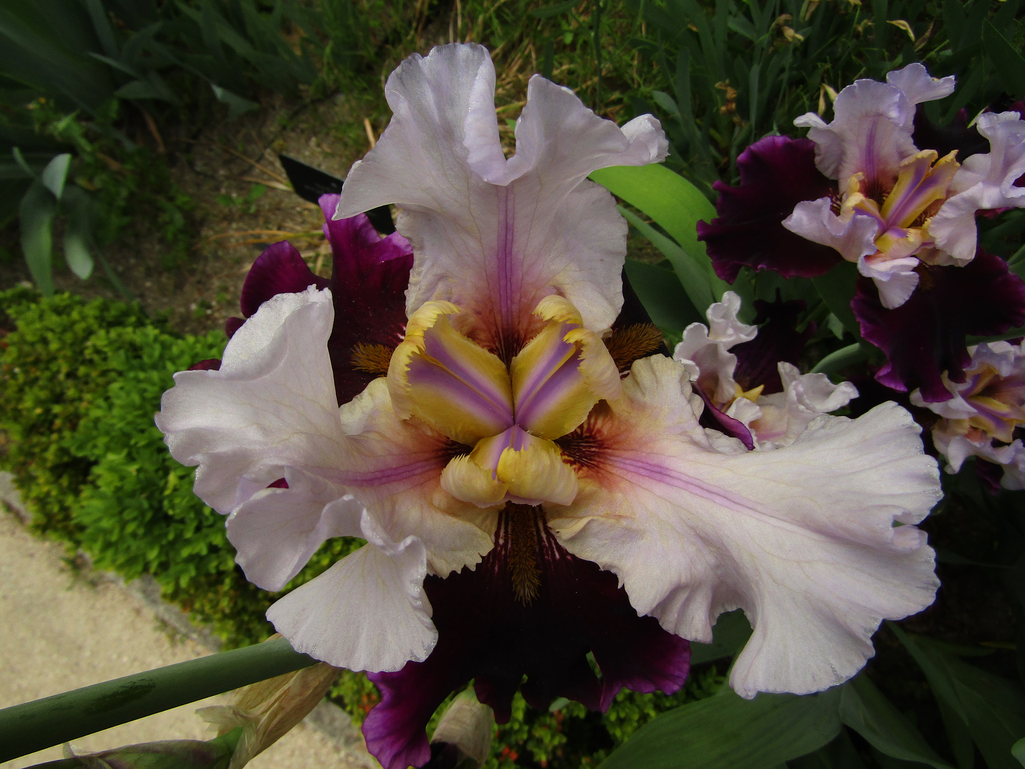 Canon POWERSHOT SX430 IS sample photo. Img photography