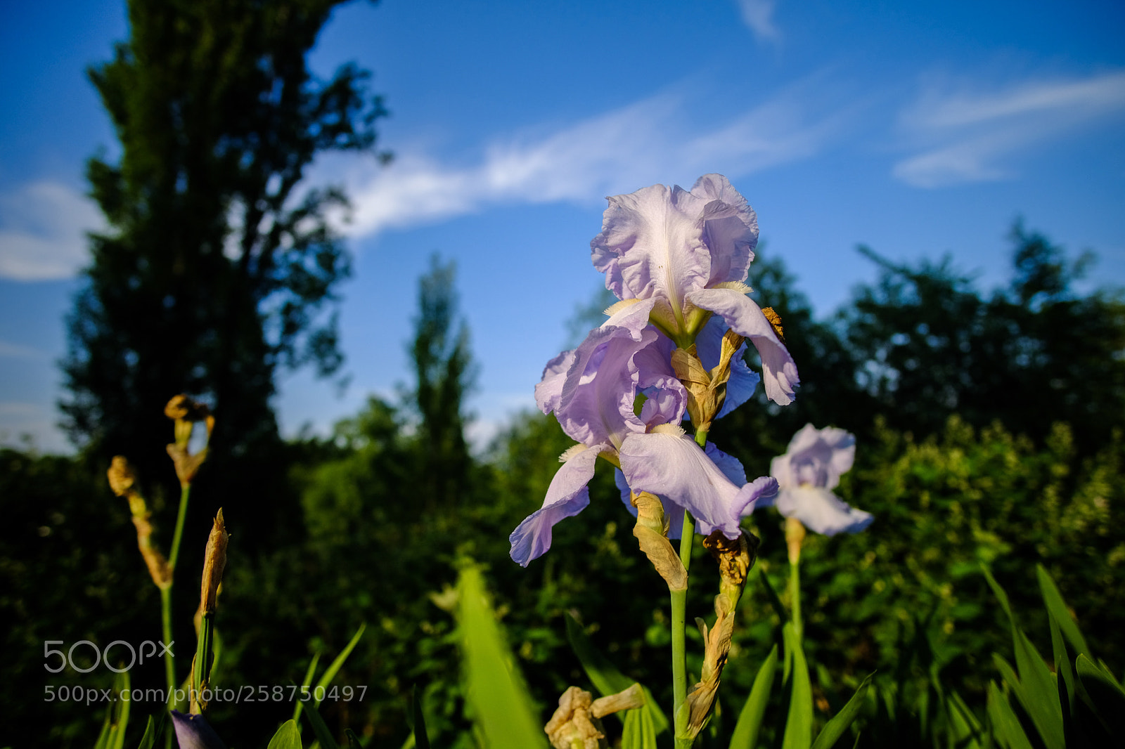 Fujifilm X-T20 sample photo. A fading beauty photography
