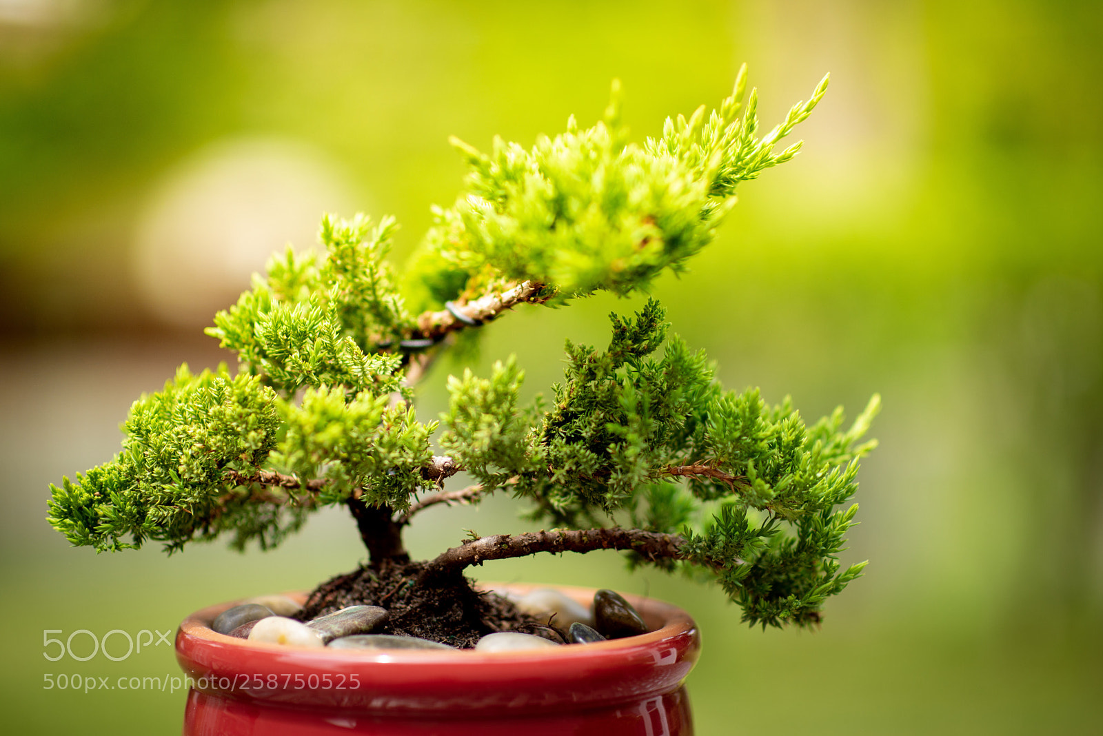 Nikon D750 sample photo. Untitled photography