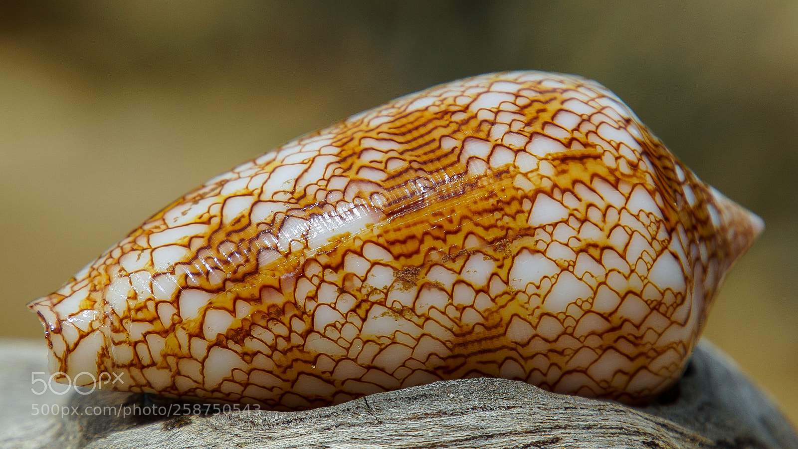 Sony Alpha NEX-6 sample photo. Sea shell photography