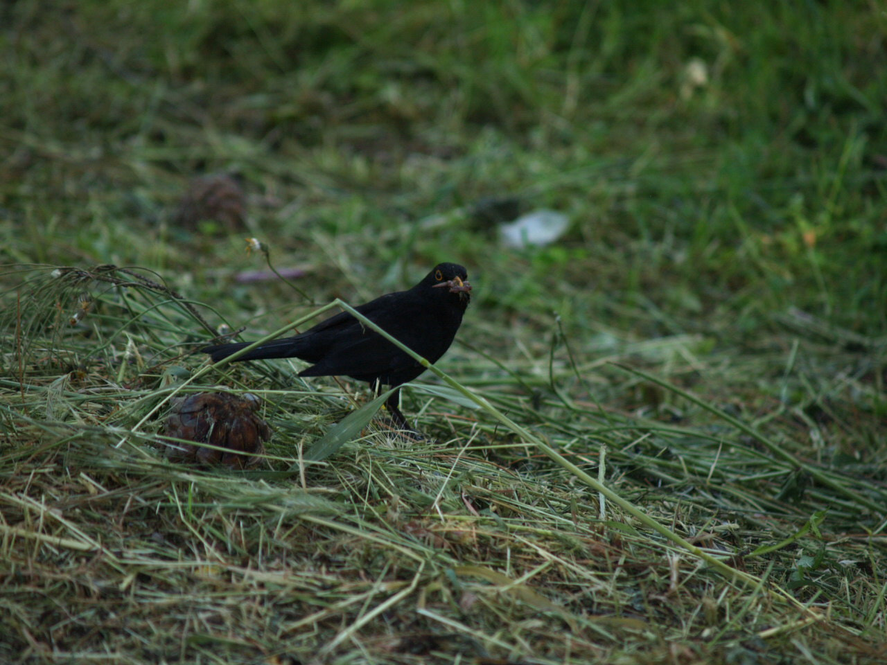 Olympus E-330 (EVOLT E-330) sample photo. Cazando photography