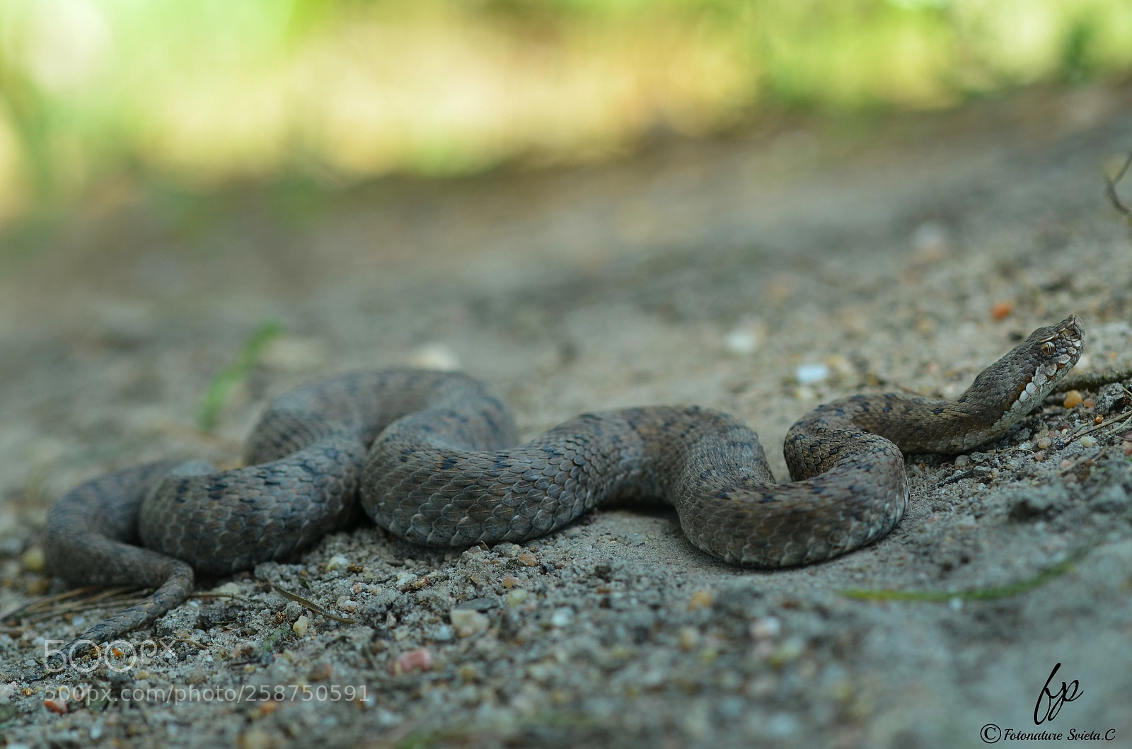 Nikon D5100 sample photo. Vibora aspid i photography