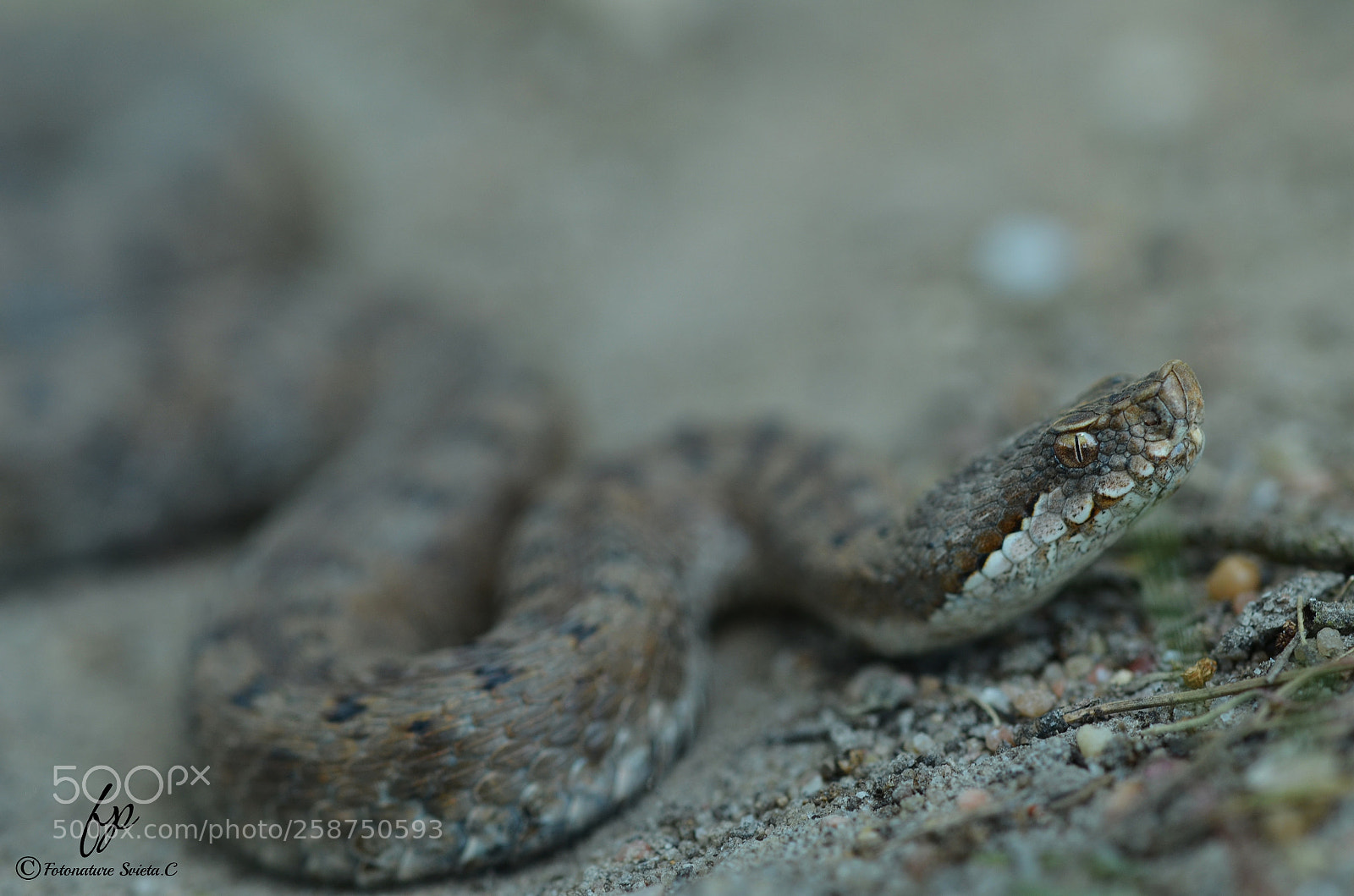 Nikon D5100 sample photo. Vibora aspid ii photography