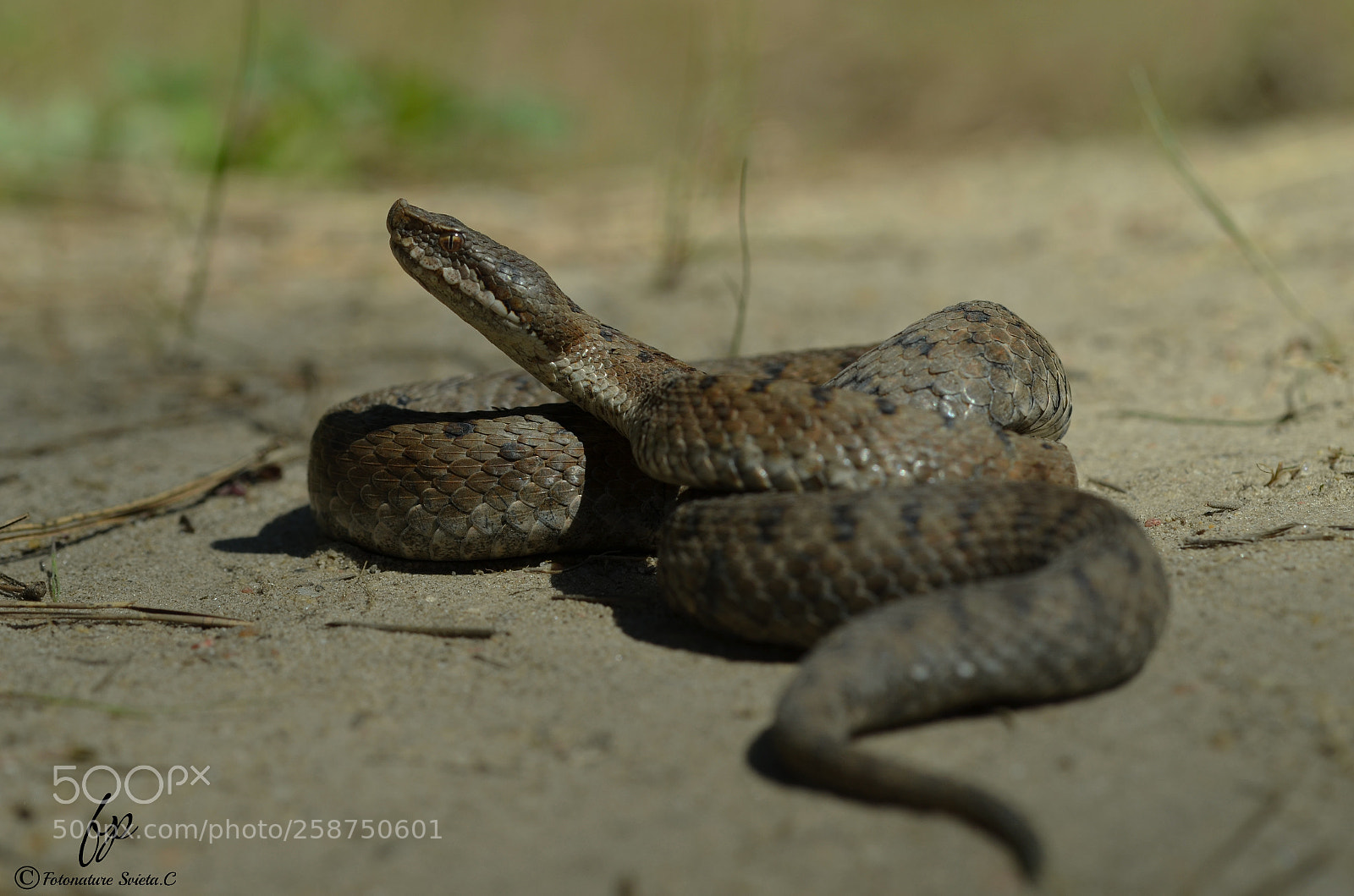 Nikon D5100 sample photo. Vibora aspid photography
