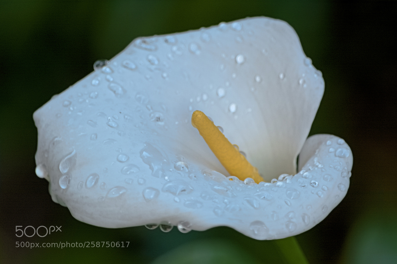 Nikon D5200 sample photo. Untitled photography