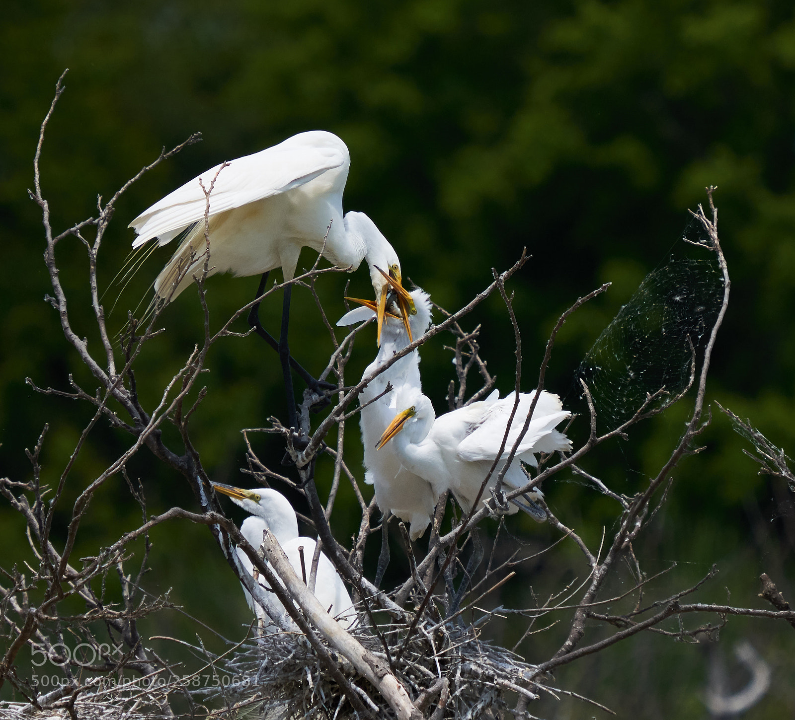 Sony a7R III sample photo. Great egret and chicks photography