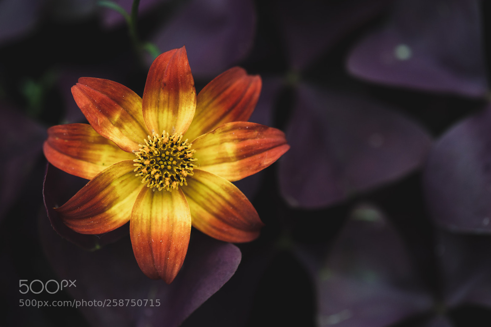 Nikon D800 sample photo. Flower photography