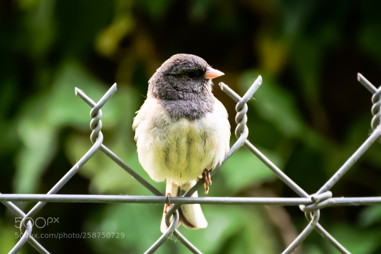 Nikon D800 sample photo. Junco on a fence photography