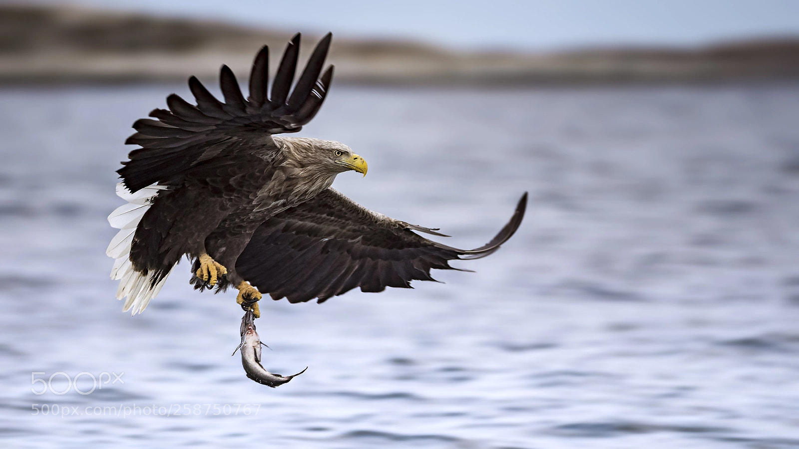 Panasonic Lumix DC-G9 sample photo. Sea eagle photography