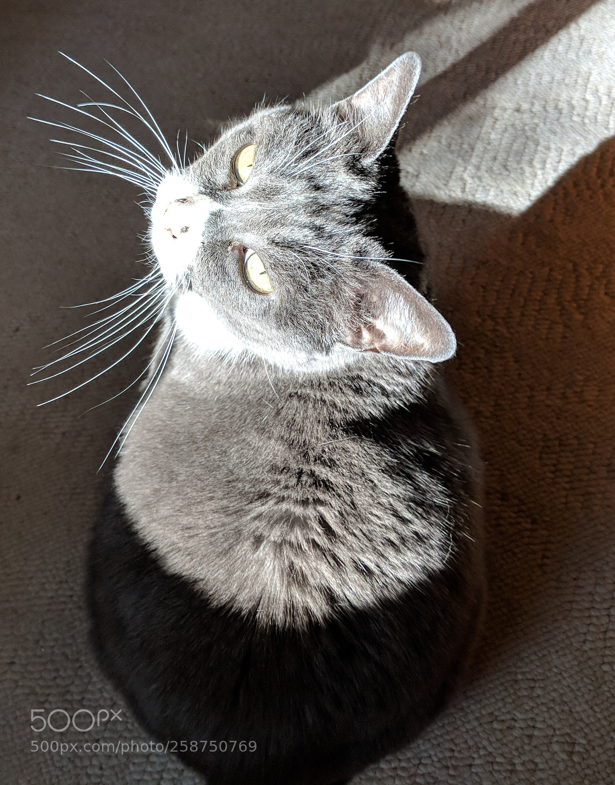 Google Pixel 2 sample photo. Sunny cat photography