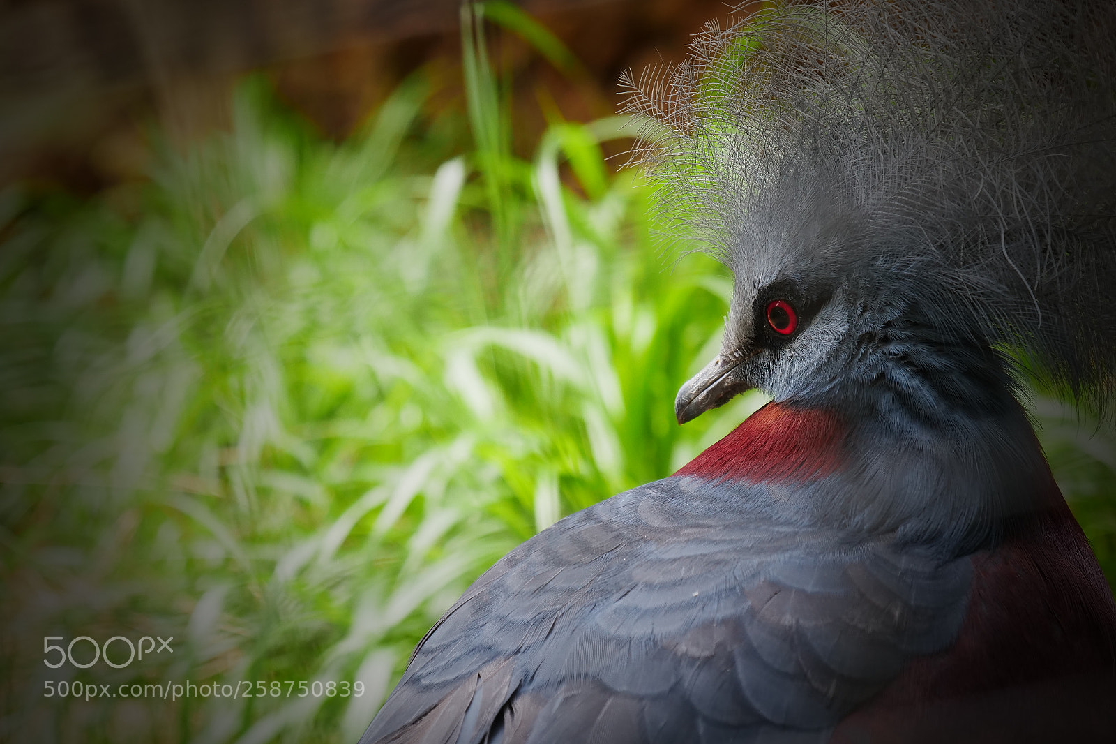 Panasonic Lumix DC-GH5 sample photo. Sclater's  crowned-pidgeon photography