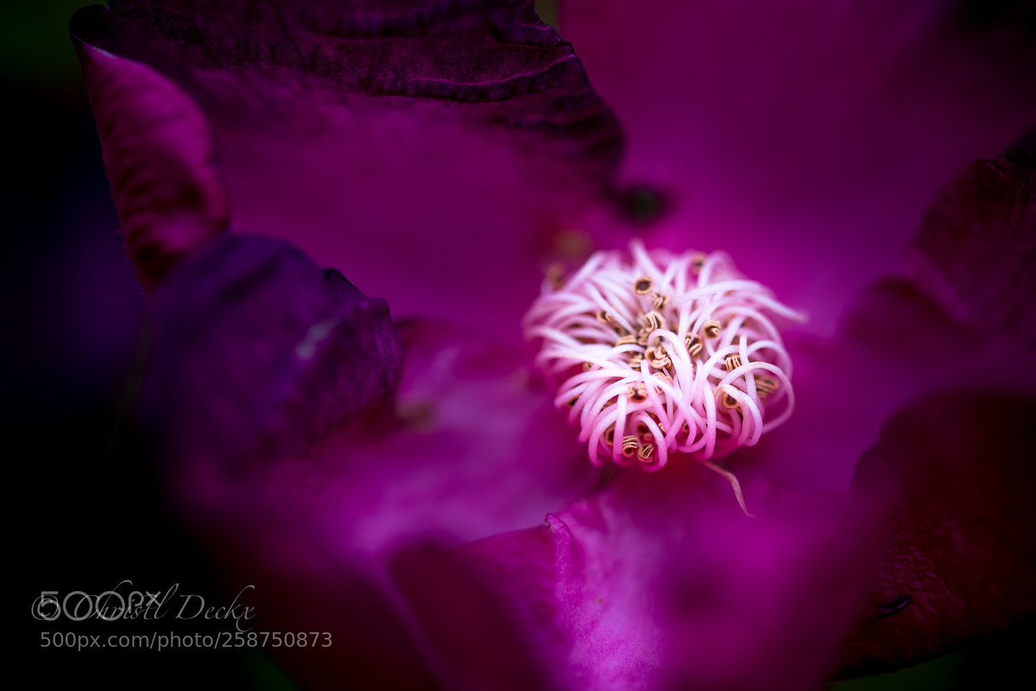 Nikon D750 sample photo. Spaghetti stamens photography