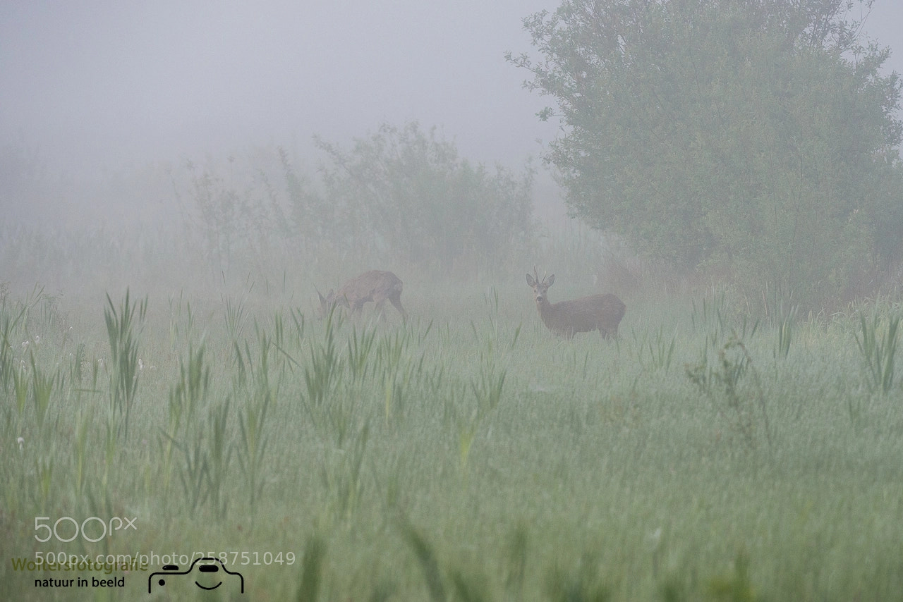 Nikon D800 sample photo. Foggy roedeer photography