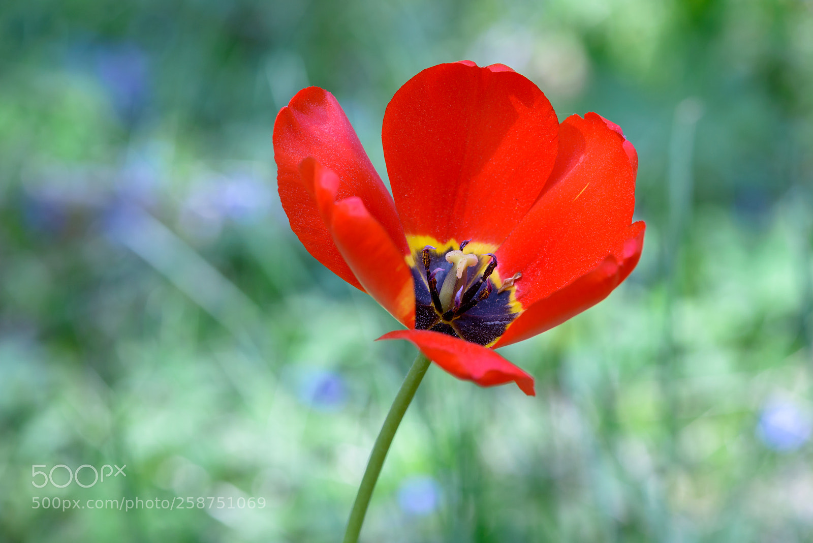 Nikon D800 sample photo. Tulip photography