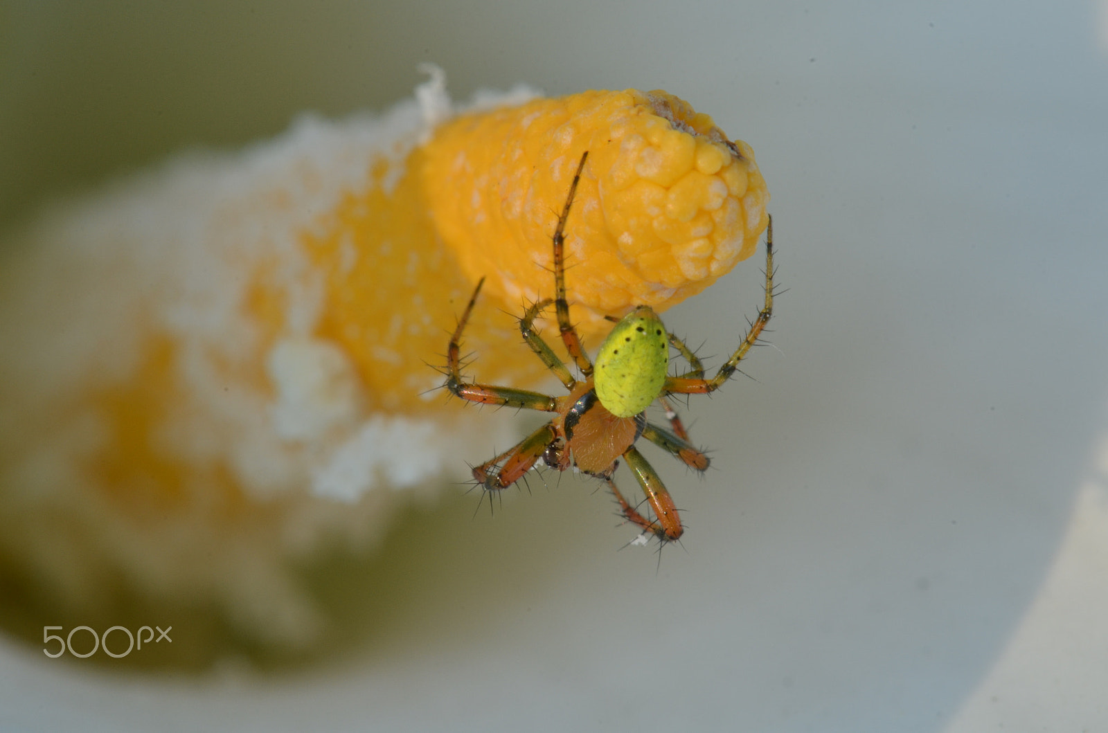 Nikon D5100 + Nikon AF-S Micro-Nikkor 105mm F2.8G IF-ED VR sample photo. Waiting for flies to come photography