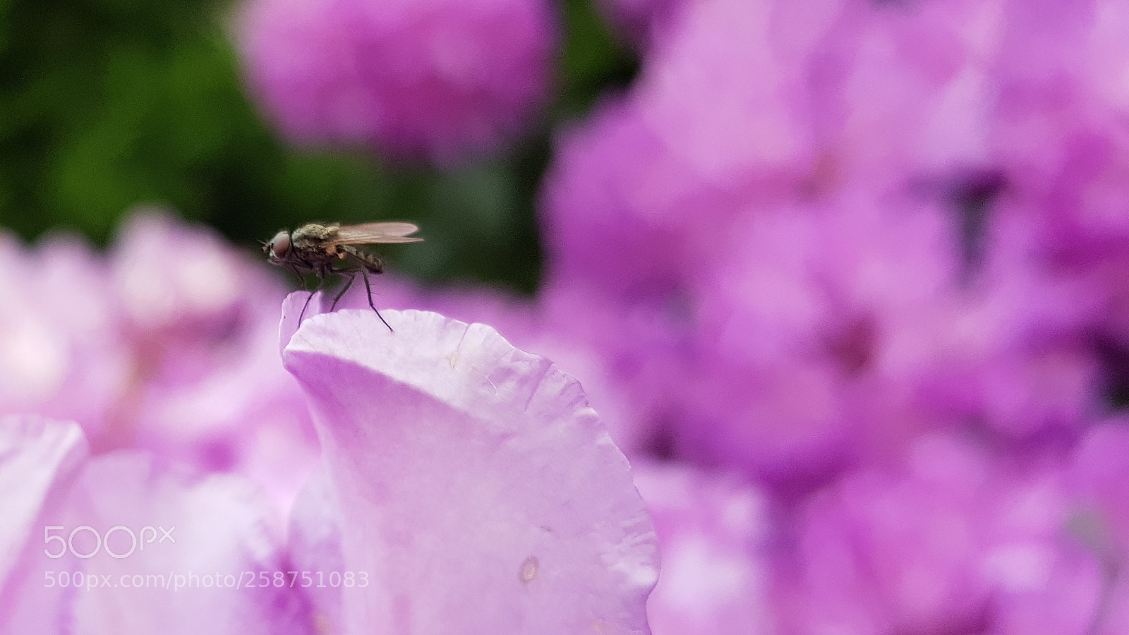 Samsung Galaxy S8 sample photo. Fly photography