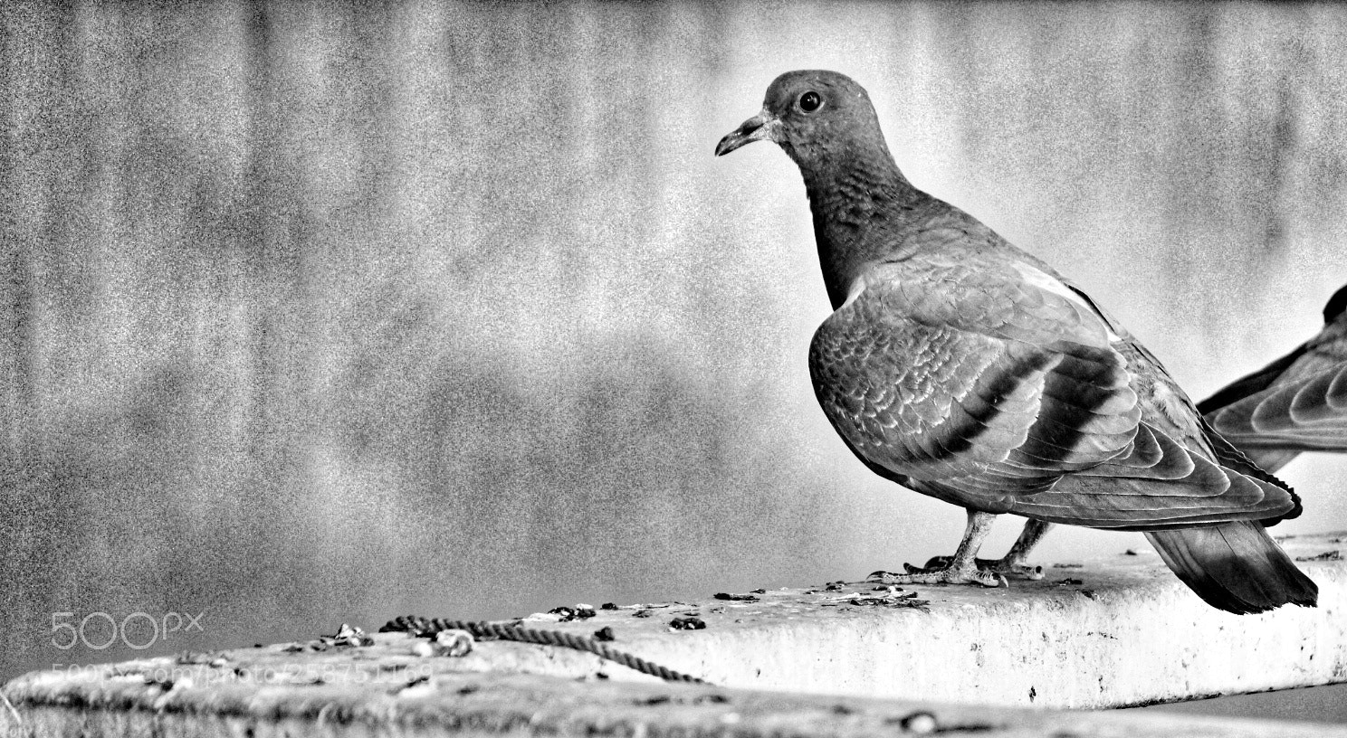Canon EOS 1300D (EOS Rebel T6 / EOS Kiss X80) sample photo. Pigeon photography