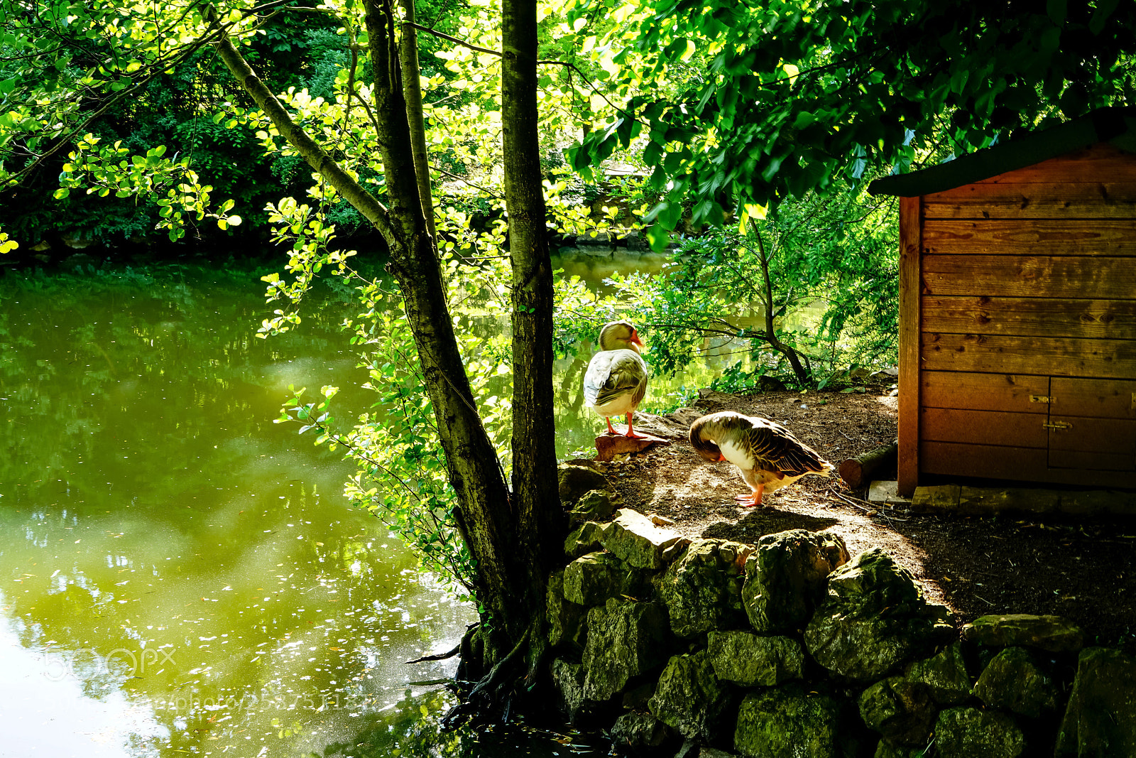 Sony a7R II sample photo. Forest  photography