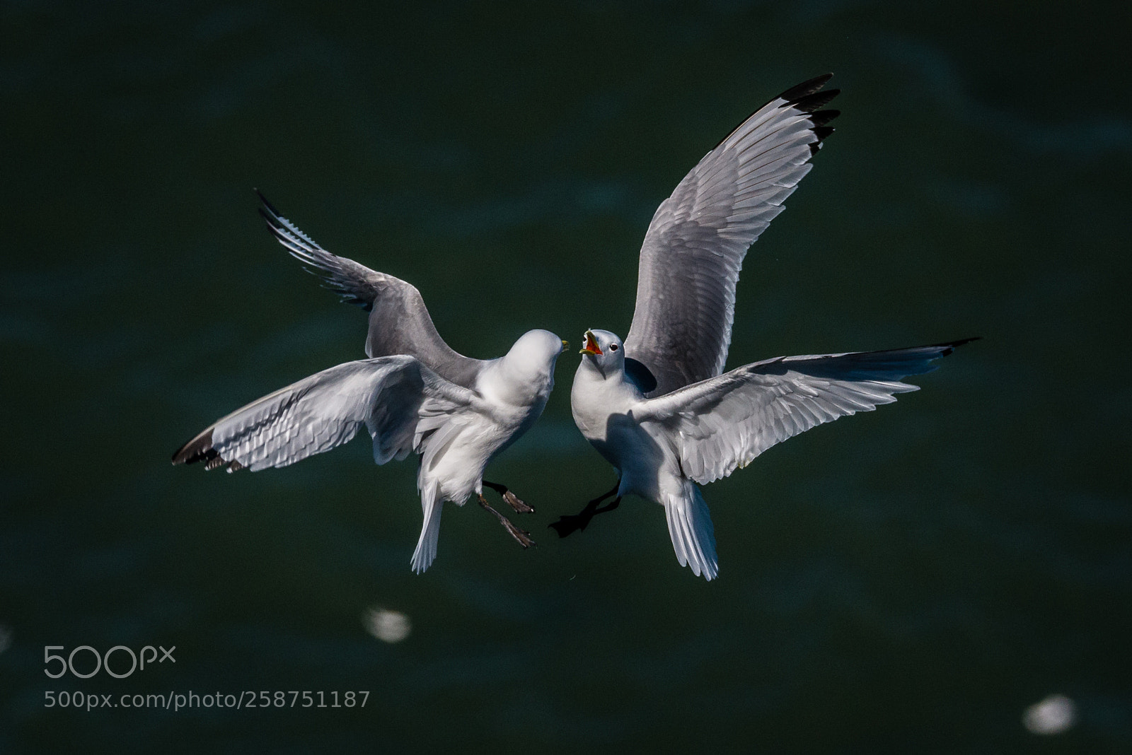 Nikon D800 sample photo. Dogfight photography