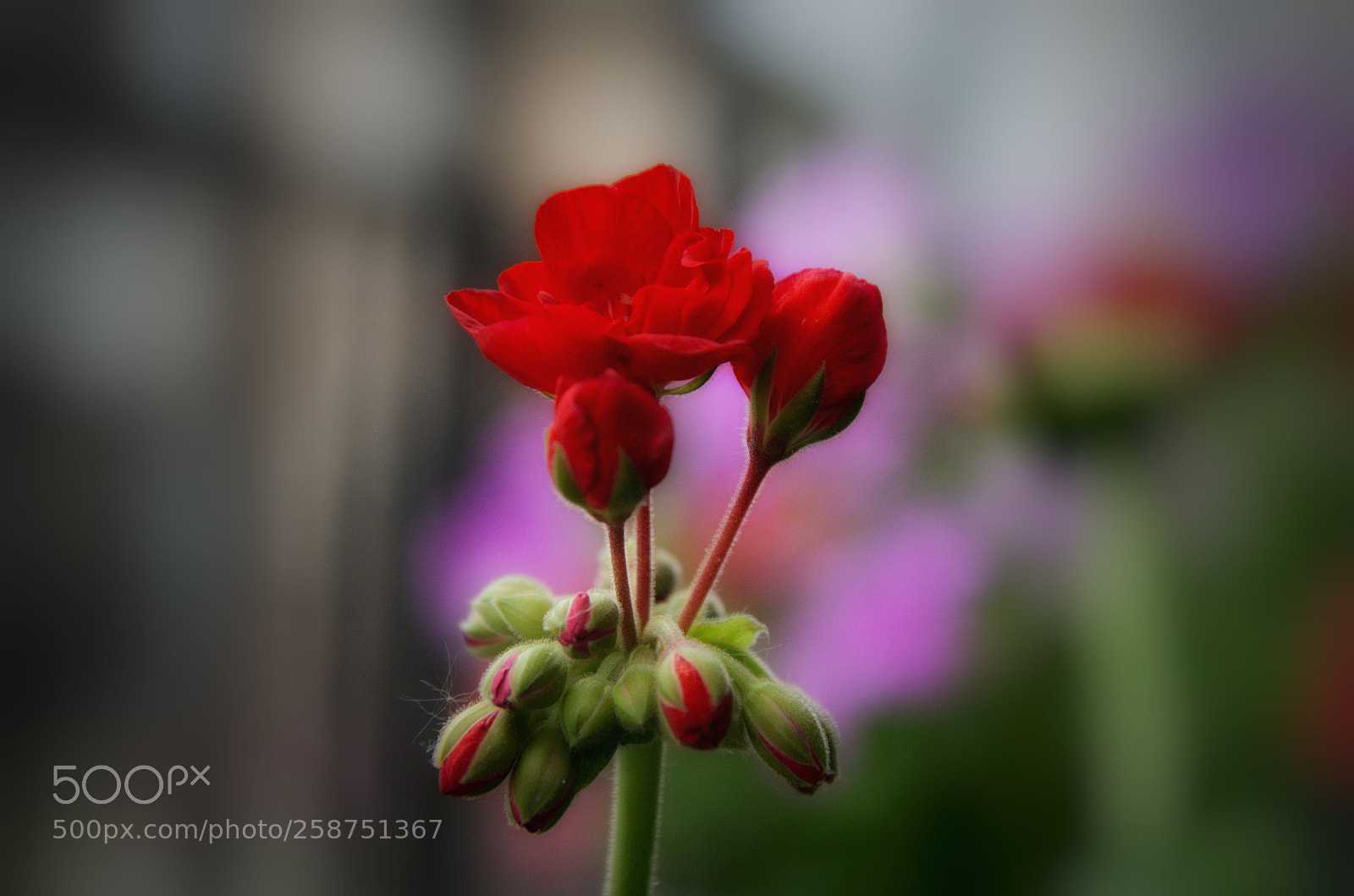 Nikon D5100 sample photo. Red beautiful photography