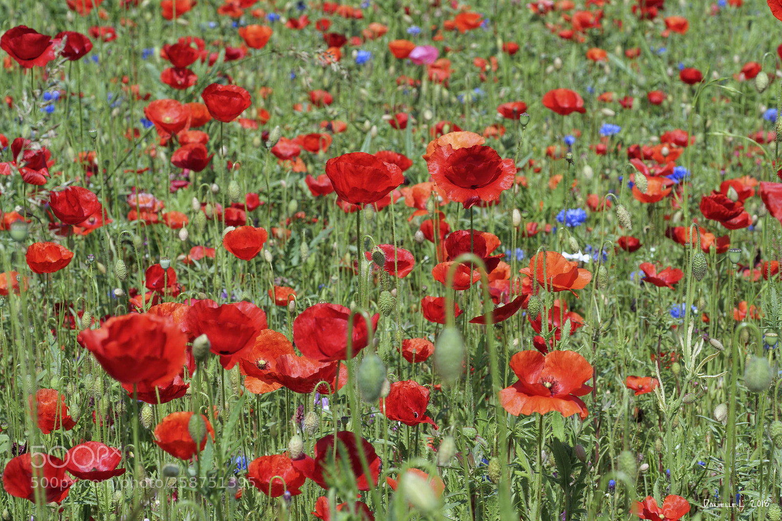 Panasonic Lumix DC-G9 sample photo. Champ de coquelicots photography