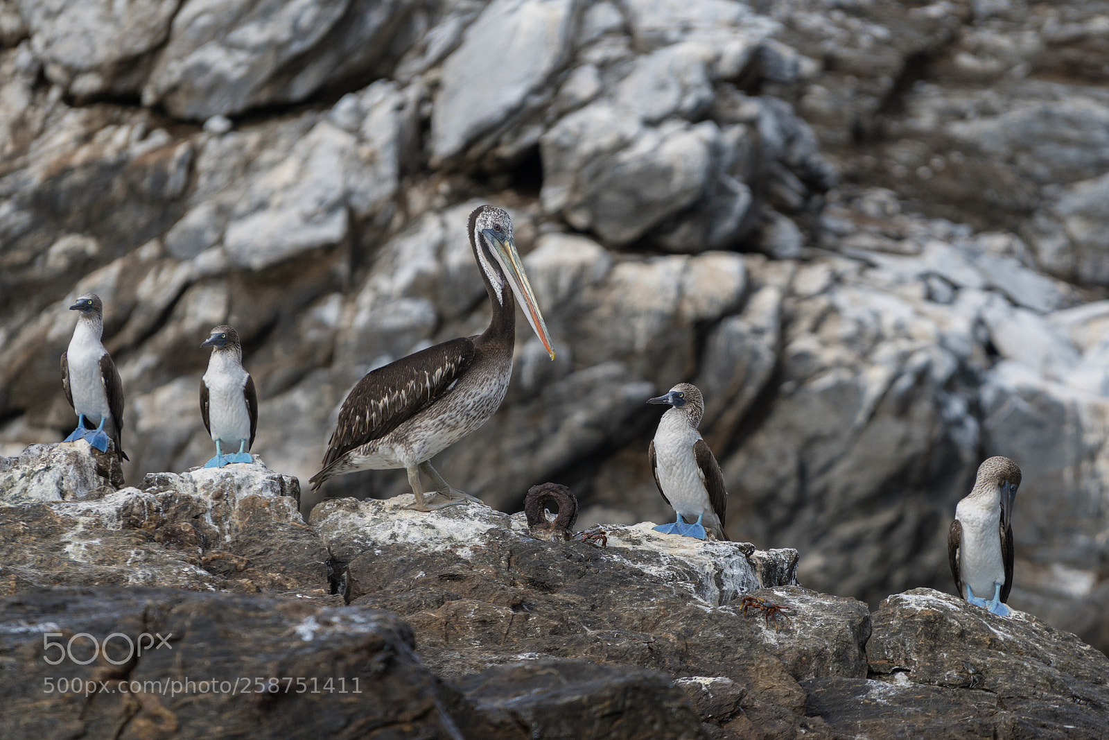 Sony a7R II sample photo. Isla lobos de afuera photography