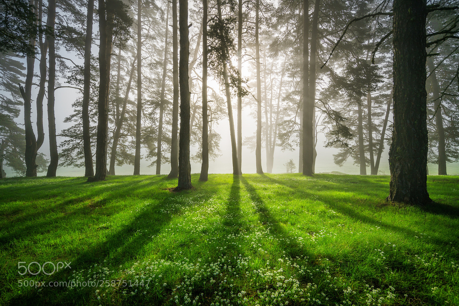 Sony a7R II sample photo. Forest landscape and morning photography