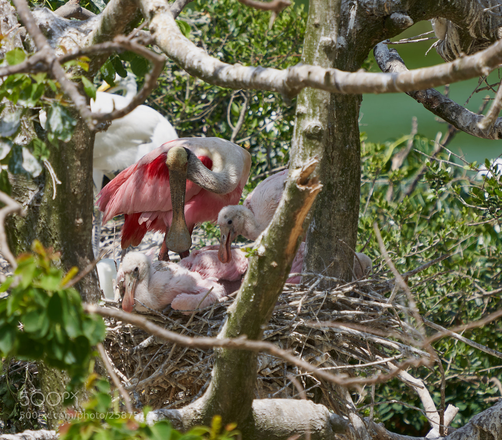 Sony a7R III sample photo. Roseate spoonbill with chicks photography
