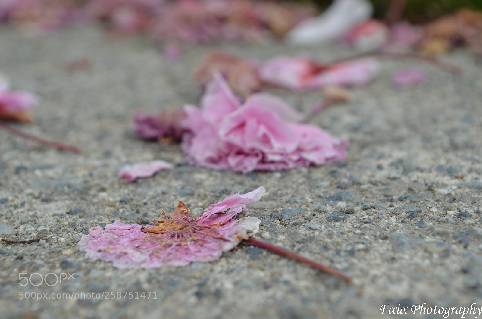 Nikon D5100 sample photo. Untitled photography