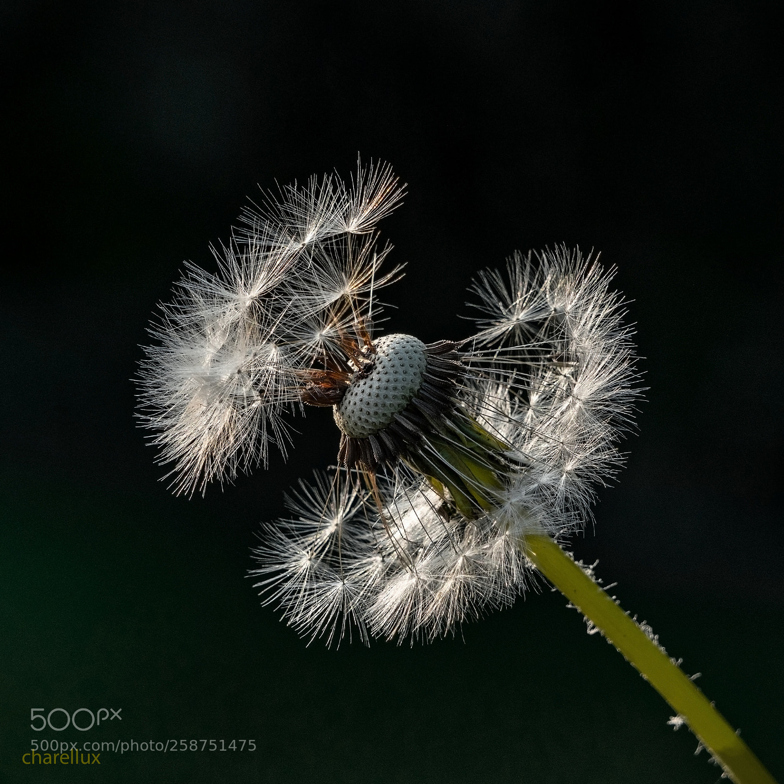 Sony a7R III sample photo. Pissblumm 1 photography