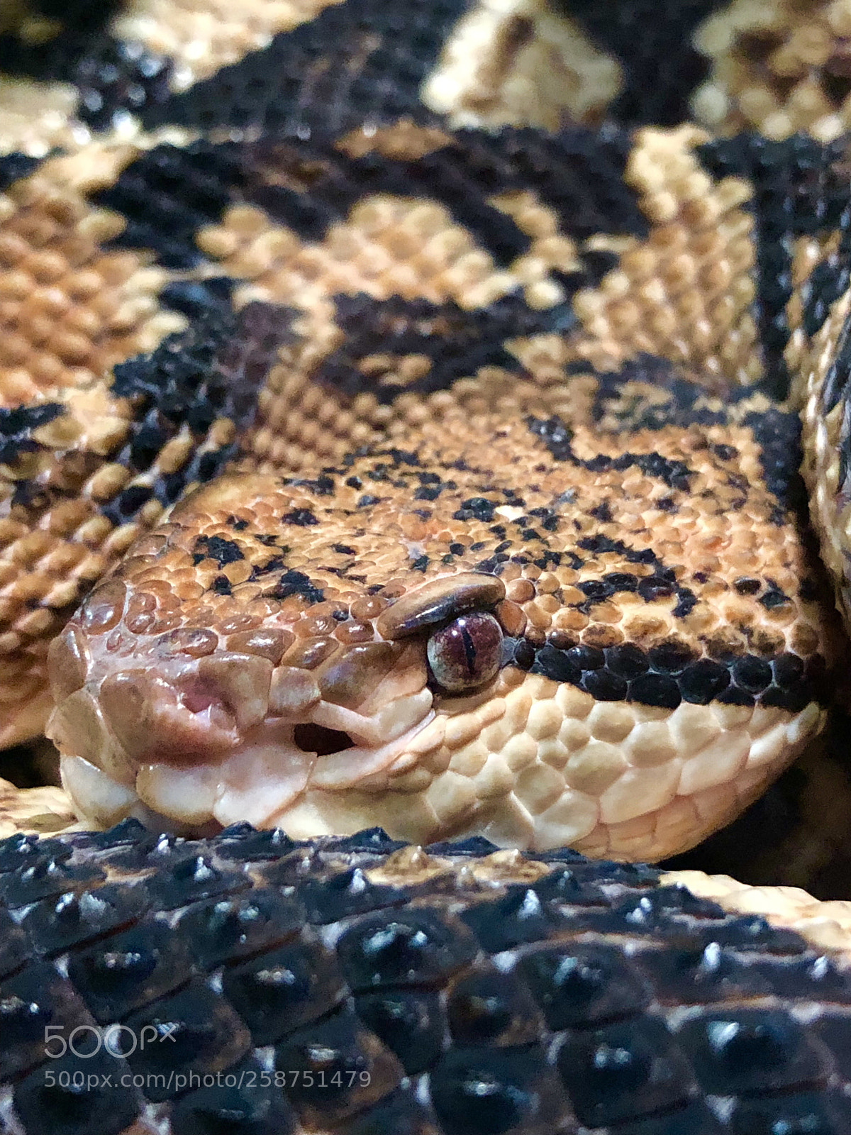 Apple iPhone X sample photo. Galactic snake eyes photography