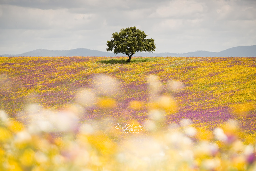 Spring picnic of fresh white daisies, lavender, multifloral natu de Eduardo Muñoz en 500px.com