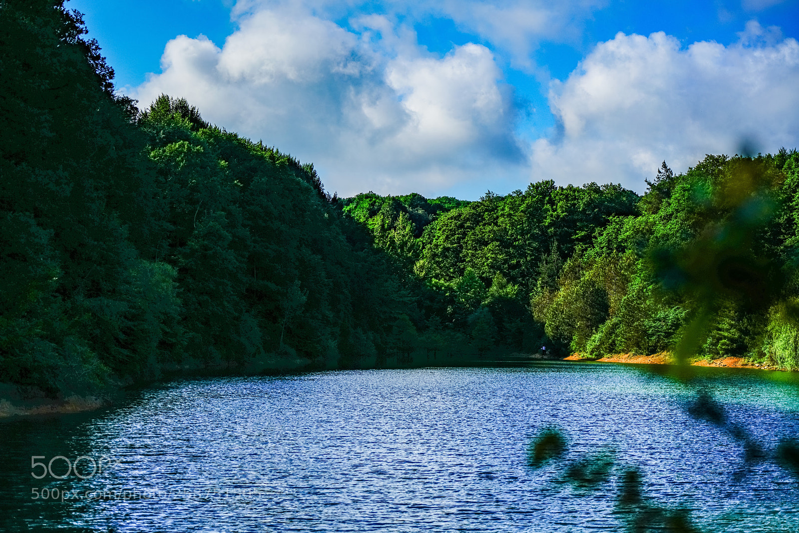 Sony a7R II sample photo. Forest  photography