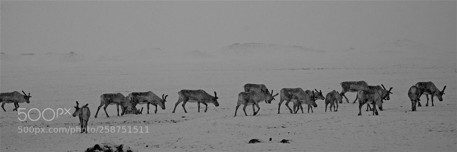 Nikon D600 sample photo. Looking for santa photography