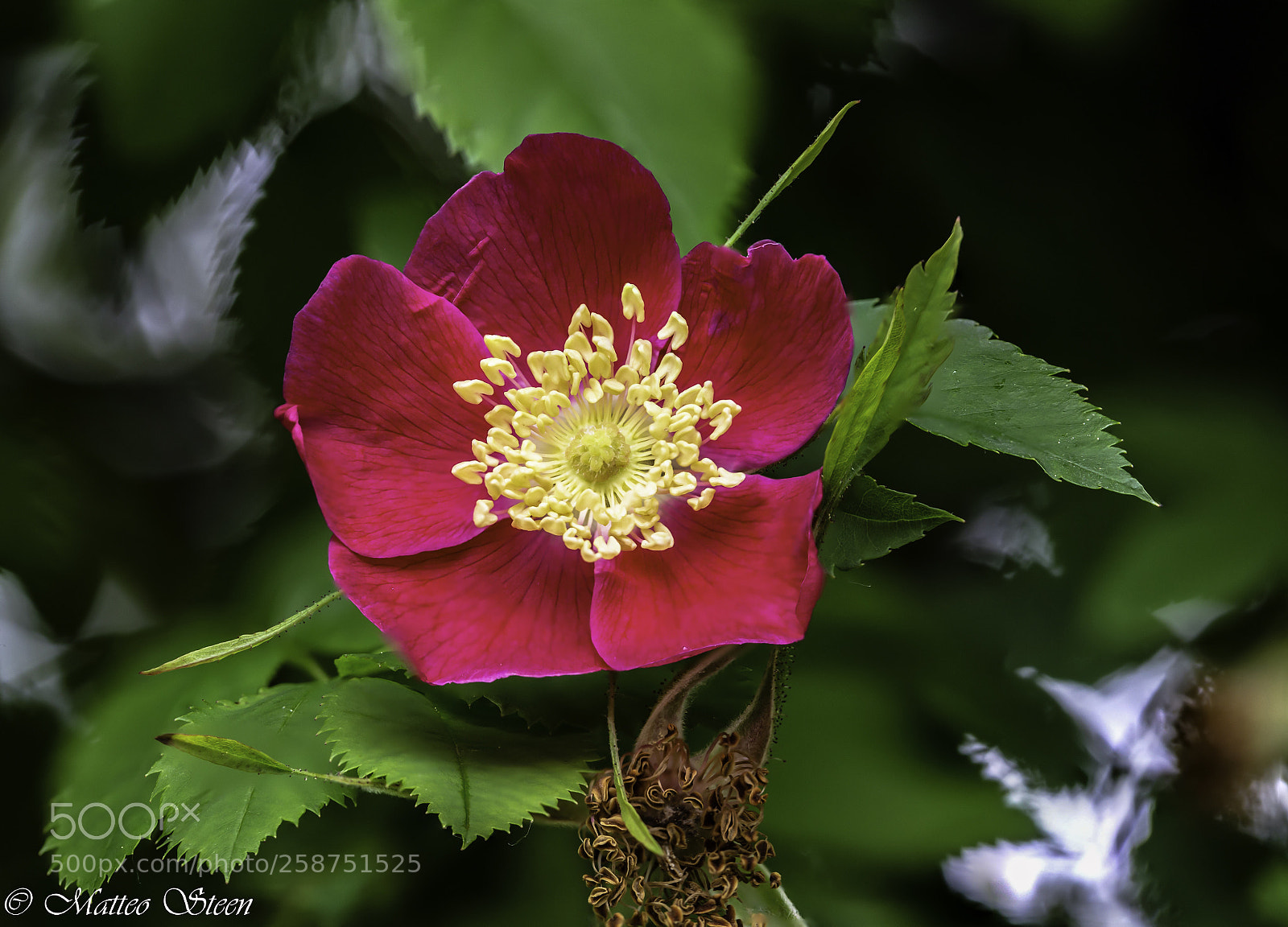 Canon EOS 6D sample photo. Rosa pendulina photography