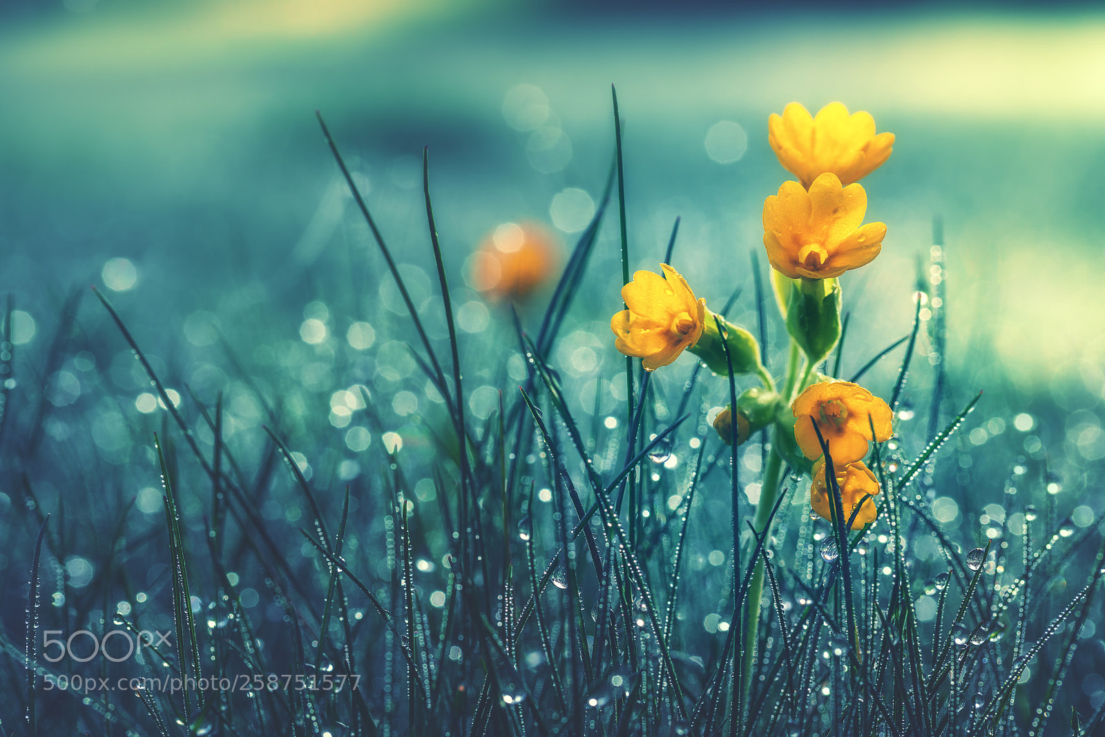 Sony a7R II sample photo. Beautiful yellow daisy in photography