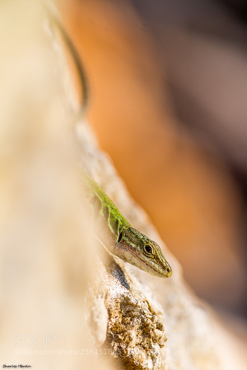 Canon EOS 7D sample photo. Podarcis siculus photography