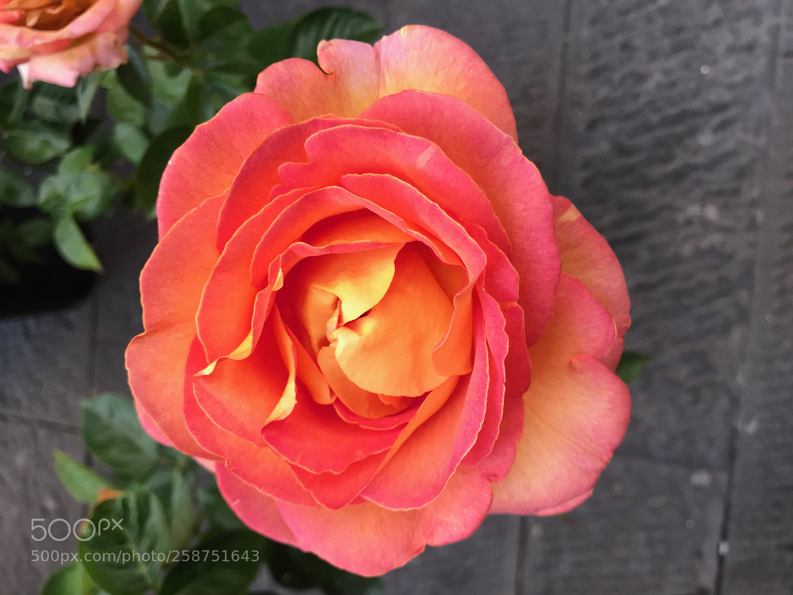 Apple iPhone 7 Plus sample photo. My rose photography