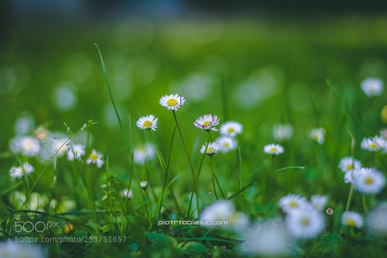 Canon EOS 7D sample photo. Nature. photography