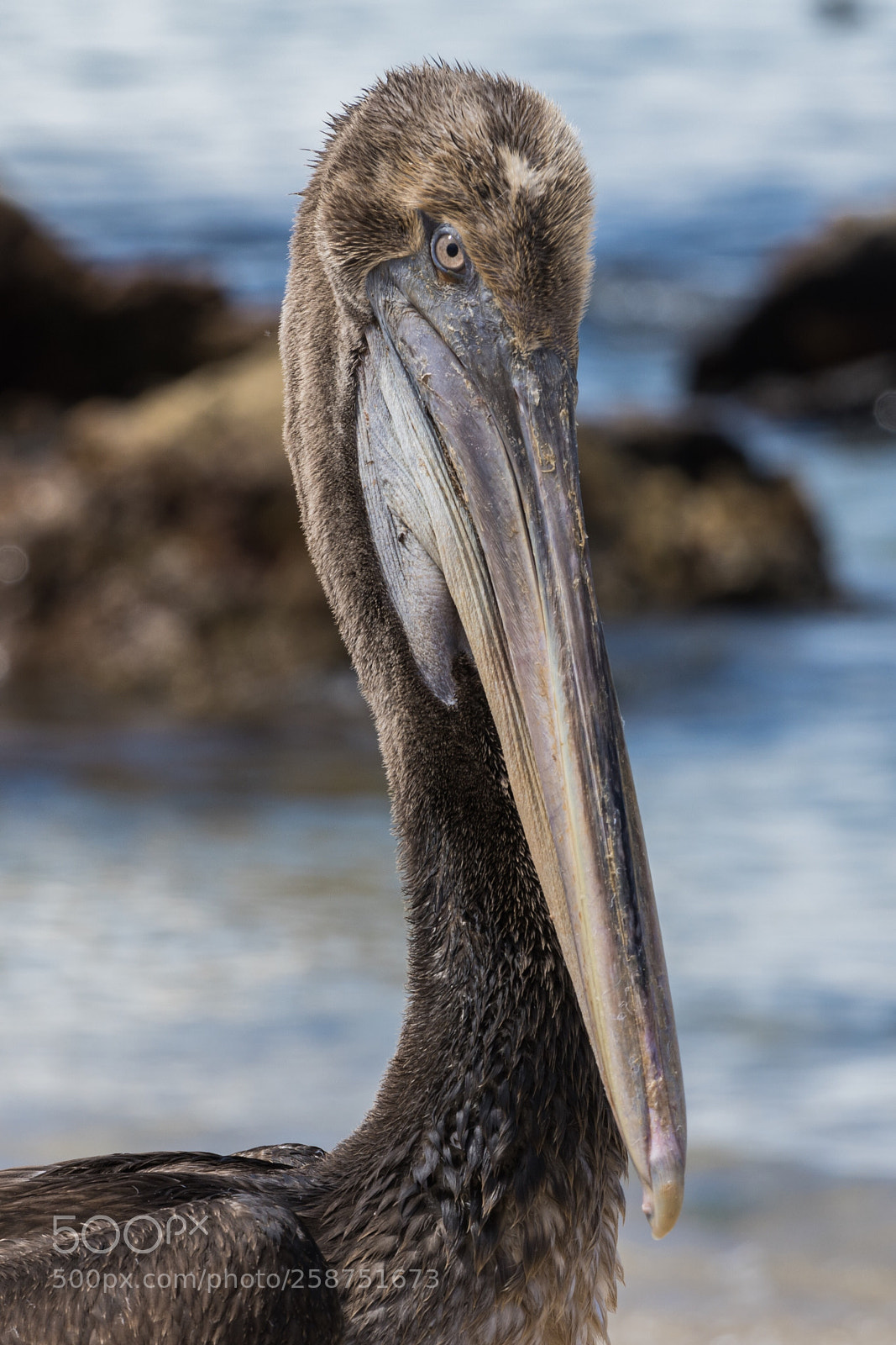 Sony a7R II sample photo. Isla lobos de tierra photography