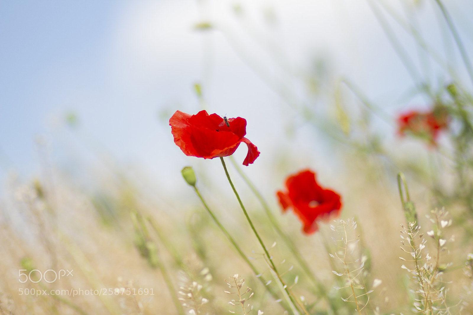 Canon EOS 650D (EOS Rebel T4i / EOS Kiss X6i) sample photo. Poppy photography