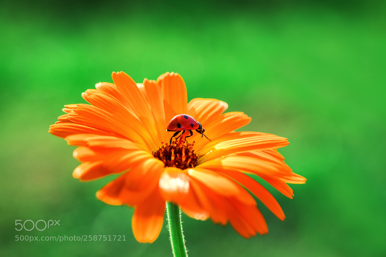 Canon EOS 5D Mark IV sample photo. Ladybug and orange gerbera photography